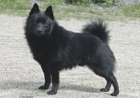 /album/sasokegyesulete/schipperke-per-unden-jpg/
