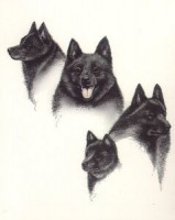 /album/sasokegyesulete/schipperke-jpg/