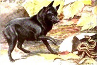 /album/sasokegyesulete/schipperke-large-jpg/