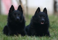 /album/sasokegyesulete/a06-04-01-gory-index-portre-03-jpg/