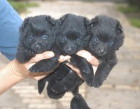 /album/sasokegyesulete/csipik-0116-jpg/