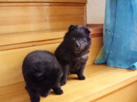 /album/sasokegyesulete/h-03-jpg/