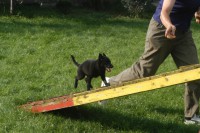 /album/sasokegyesulete/vaczak-pallo-04-jpg/